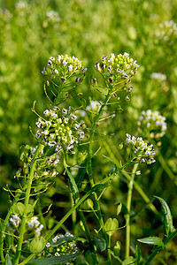 荠菜 (Capsella bursa-pastoris)