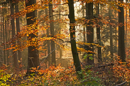 秋季彩绘森林