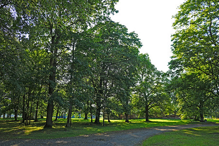 适合散步和娱乐的小型年轻绿色公园。