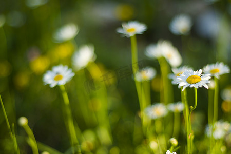 田野上的雏菊，草和开花的头状花序，散景和模糊焦点背景。