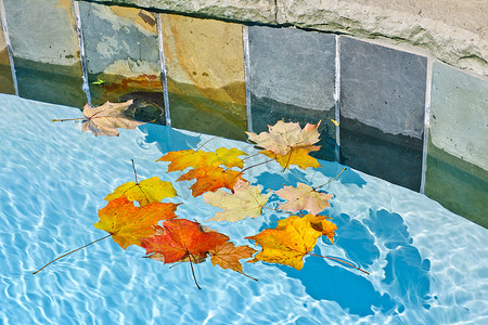 秋叶漂浮在池中