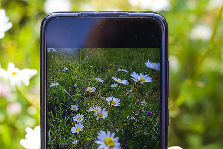 田野上的雏菊，手机摄像头拍摄，草和开花的头状花序，散景和模糊焦点背景。
