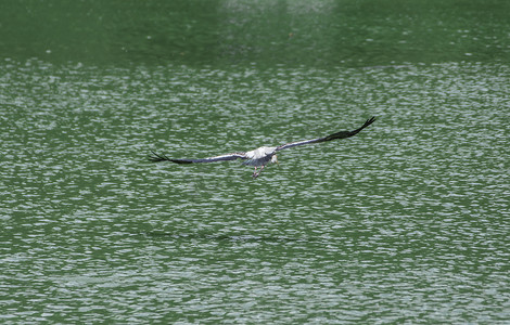 绿色飞鸟摄影照片_Kabbaw 飞鸟在水面上