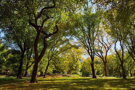 中央公园宁静清洁的森林景观，地面落叶