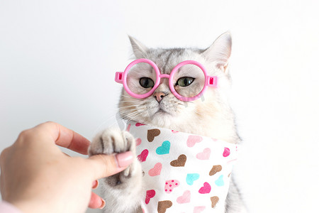 围围巾摄影照片_女孩们手握着一只滑稽的白猫的爪子，戴着红心围巾，戴着粉色眼镜。