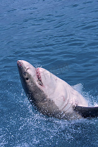 大白鲨，干斯拜，南非