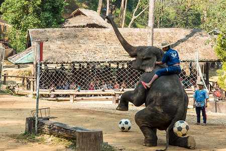 泰国清迈-2 月 20 日：2016 年 2 月 20 日，大象在泰国清迈的 Mae Sa 大象营地举起前腿，吼叫并准备踢足球