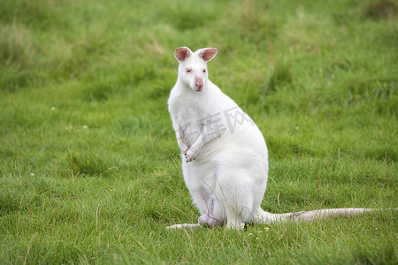 坐在动物园绿草上的白色白化小袋鼠，澳大利亚袋鼠