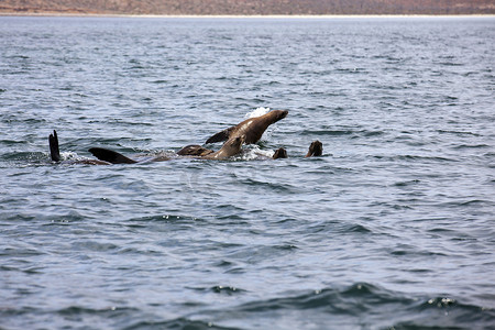 天使湾的海狮 - 下加利福尼亚州