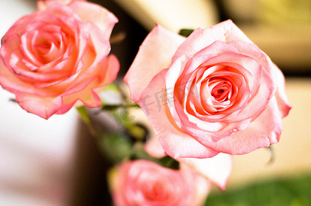 桌上的粉色玫瑰花
