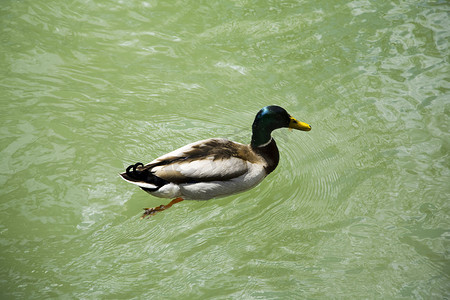 公园鸭子摄影照片_鸭子游泳