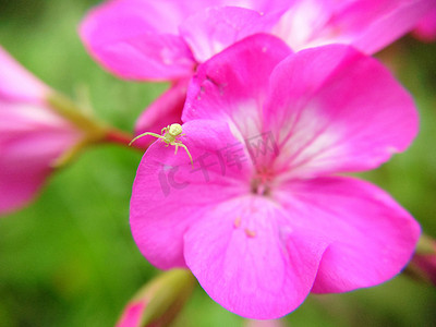 粉色和白色的花，叶子上有条纹，还有一只蜘蛛