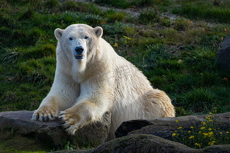 白熊摄影照片_白熊在岩石上，躺在岩石上的北极熊