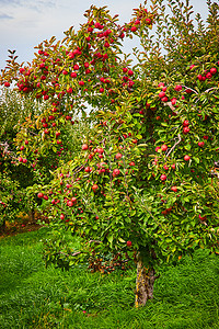 纽约摄影照片_红苹果覆盖树的苹果园农场