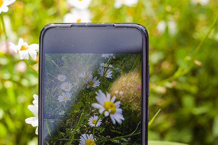 开花摄影照片_田野上的雏菊，手机摄像头拍摄，草和开花的头状花序，散景和模糊焦点背景。