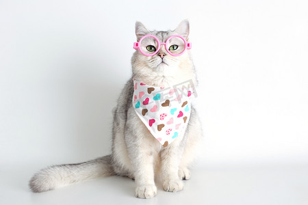 围围巾摄影照片_滑稽的白猫坐在白色背景上，戴着三角围巾和眼镜