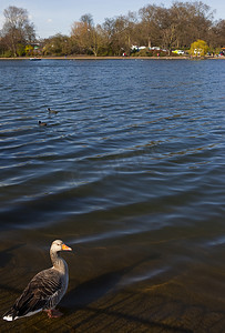 公园鸭子摄影照片_鸭子在海德公园