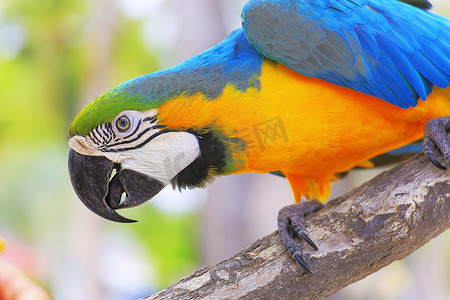 巴西潘塔纳尔湿地大自然中的蓝黄鹦鹉金刚鹦鹉热带鸟