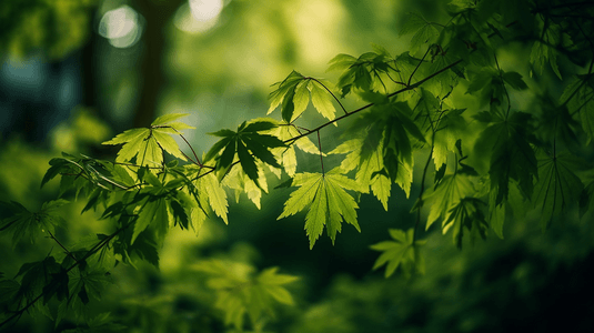 绿色背景摄影照片_花园树或观赏植物的美丽自然背景绿叶与黄点混合在模糊的背景中关闭图像这是一个美丽的自然背景这些绿叶应该出现在电脑显示屏上