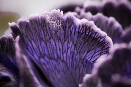 紫色康乃馨花盛开，抽象花卉开花艺术 ba