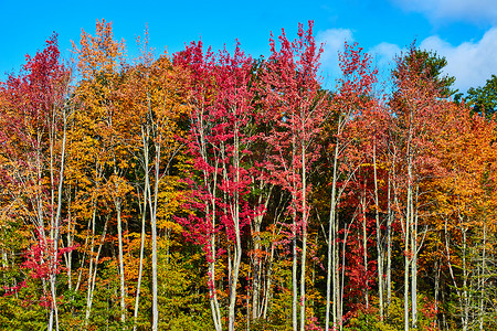 森林墙壁细节有各种各样的秋天颜色的