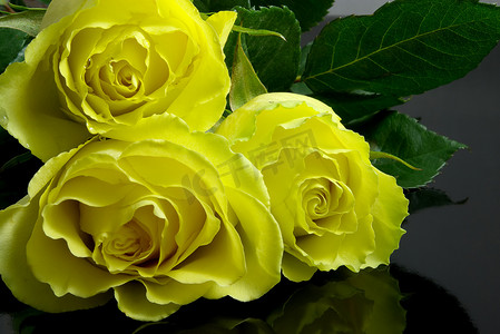 黄黑色摄影照片_在黑色的三朵黄玫瑰