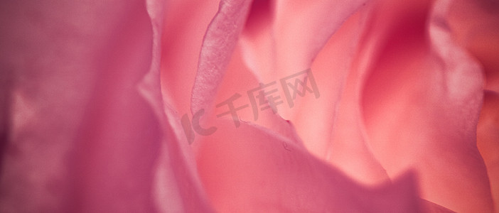开花摄影照片_在绽放的玫瑰花，抽象花卉开花艺术背景， ma