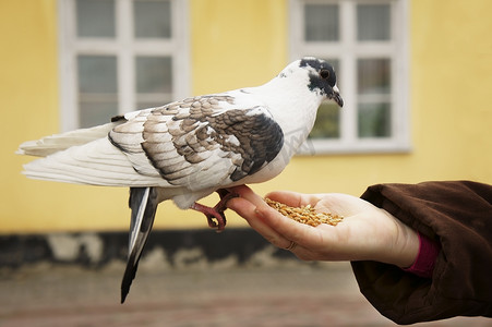 公鸽子叼母鸽子摄影照片_鸽子吃手上的谷物