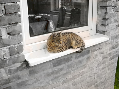 窗边放松的猫