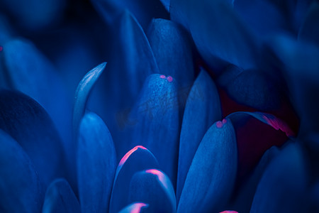 蓝色雏菊花瓣盛开，抽象花卉开花艺术 b