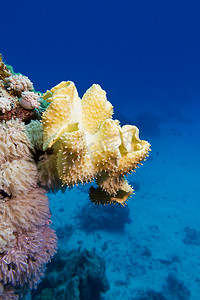 海底植物摄影照片_热带海底珊瑚礁与大黄软珊瑚
