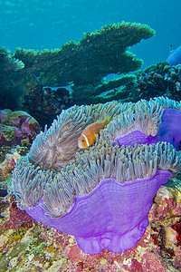 黑鳍海葵鱼，壮观的海葵，马尔代夫