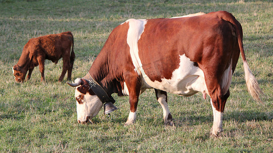 牛摄影照片_母牛和小牛吃