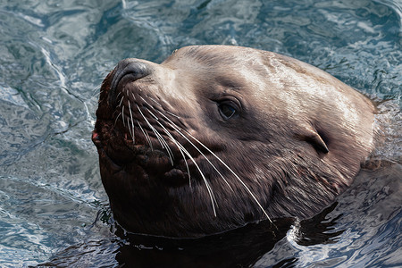 野生海洋哺乳动物北海狮肖像在寒浪太平洋中游泳