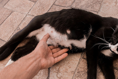 一个男人的手摸着躺在地板上的一只黑色怀孕猫的肚子