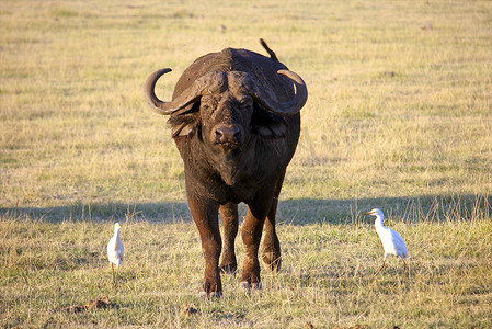 动天摄影照片_坦桑尼亚国家公园的水牛