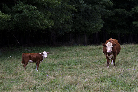 田野里的小牛和母牛