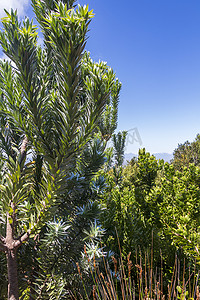 银树 Leucadendron argenteum 在 Kirstenbosch 国家植物园。