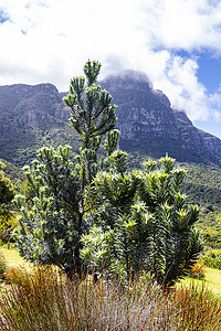 银树 Leucadendron argenteum 在 Kirstenbosch 国家植物园。