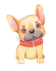 手绘卡通可爱的摄影照片_水彩卡通有趣的法国狗。