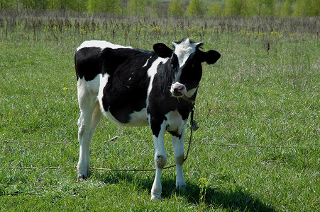 牛摄影照片_在字段中的 blask 和白色小牛