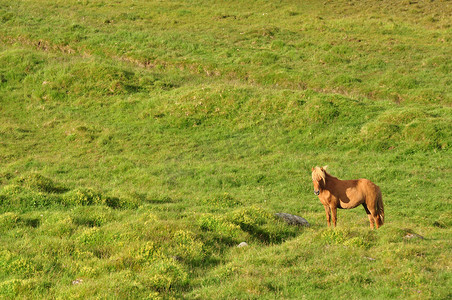 冰岛大田里一匹马的美丽景色