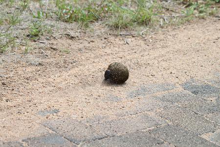 蜣螂在路上滚粪球