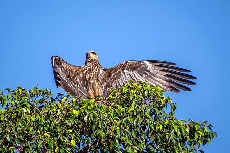黑鸢鸟张开大翅膀 & 坐在树顶。