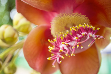 炮弹花摄影照片_关闭 Couroupita guianensis 或炮弹花的花粉