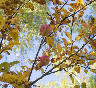 秋天，在黄叶蓝天、金光、选择性聚焦的背景下，成熟的红苹果特写挂在苹果树的树枝上