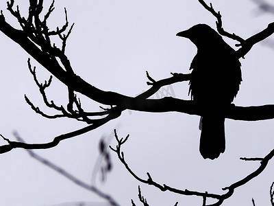 喜鹊建巢摄影照片_一只剪影的喜鹊栖息在冬日树的树枝上，映衬着蓝天