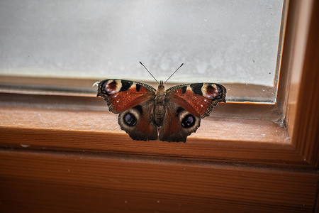 蝴蝶在窗前飞舞