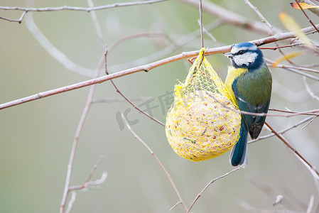 欧冠摄影照片_欧亚蓝冠山雀或 Cyanistes caeruleus 吃牛脂球。