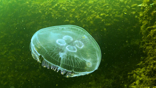 动植物摄影照片_黑海动物群。 